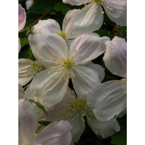 Clématite des montagnes 'Giant Star® 'gistar' ' Pot de 3L/4L (1/2)