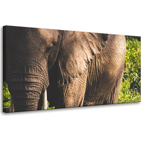 Leinwanddruck „Tiere – Elefant, Nahaufnahme“, 80 x 40 cm