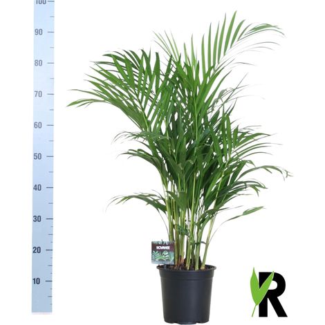 Palmier Bambou Dypsis Lutescens Plante d'Intérieur Dépolluante Facile d'Entretien H100 cm Ø19 cm - PANGIVO