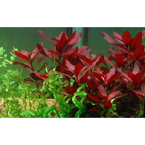Aquarium Pflanze Ludwigia repens 'Rubin' Tropica Nr.033D