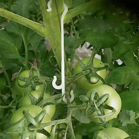 100 Fixations pour Plantes de Jardin 13cm, Clips de Maintien pour Plants Grimpeurs, Supports à Tomates, Attaches de Tuteurage pour Légumes, Lot de Serres Plantes (1/5)
