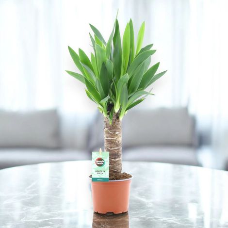 Gardenaria Yucca - Pianta da interno ornamentale - Altezza: 135 cm (vaso 31)