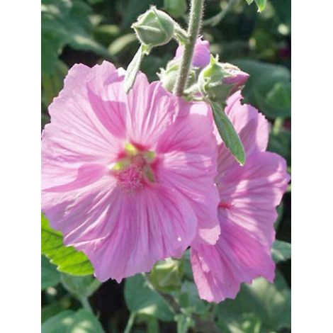 Mauve en arbre, Lavatère 'Candy Floss' Godet de 8/9 cm