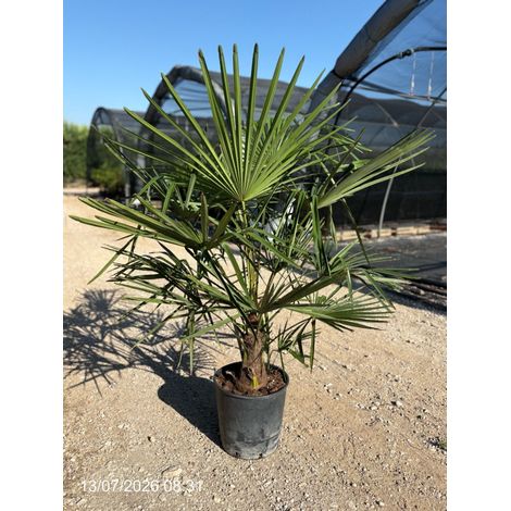 TRACHYCARPUS FORTUNEI VASO 30 H TR.20/30 Lt.18