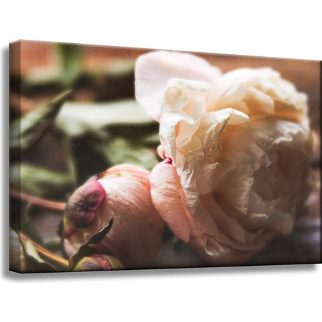 Leinwanddruck Botanik Blumen Pfingstrose 60x40 cm