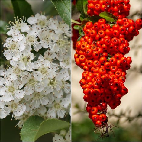 Pack de 4 Plantas de Espino de Fuego Naranja. Pyracantha Angustifolia