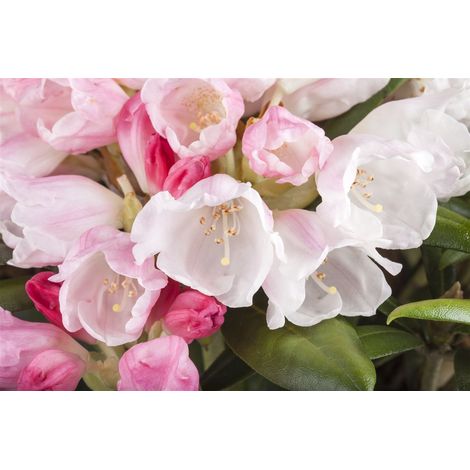Yaku-Rhododendron 'Mist Maiden' Rhododendron yak.'Mist Maiden' C 7,5 30- 40
