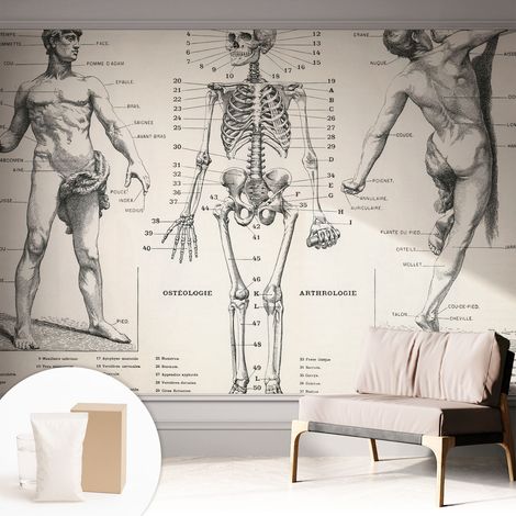 Papier peint avec colle pour décoration moderne de salon chambre à coucher cuisine et bureau Facile Anatomie classique 312x219 cm (1/5)