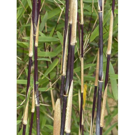 Bambou non traçant 'jiuzhaigou Deep Purple' Pot de 4L/5L