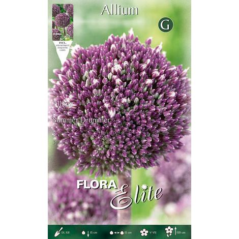 BULBI ALLIUM SUMMER DRUMMER (CONFEZIONE DA 5 BULBI)
