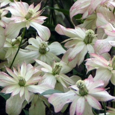 Clématite des montagnes 'Marjorie' - 50-60 cm pot