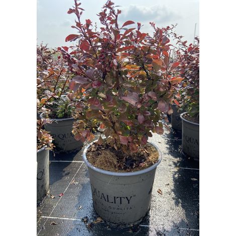 Gardenaria Berberis thunbergii 'Atropurpurea' - Arbusto ornamentale da giardino - Altezza: 30/35 cm (vaso19) (1/3)