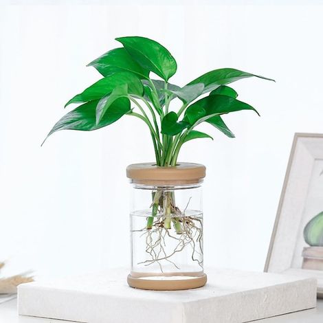Pot de fleurs transparent, à arrosage automatique, récipient en plastique PET pour bureau (1/5)