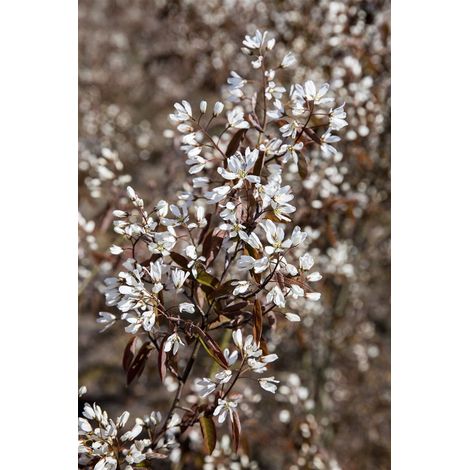 Säulen-Felsenbirne 'Rainbow Pillar'® Amelanchier 'Rainbow Pillar' -R- Sta C 10 Krone mehrj. Sth. 80-