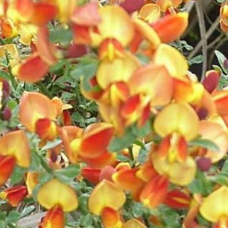Genêt  - Cytisus 'Lena'  - 40-60 cm pot