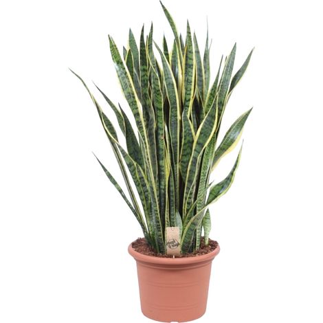 Sansevieria Laurentii - Plante d'Intérieur Robuste - Vert et Jaune - H100 cm ø35 cm - PANGIVO (1/4)