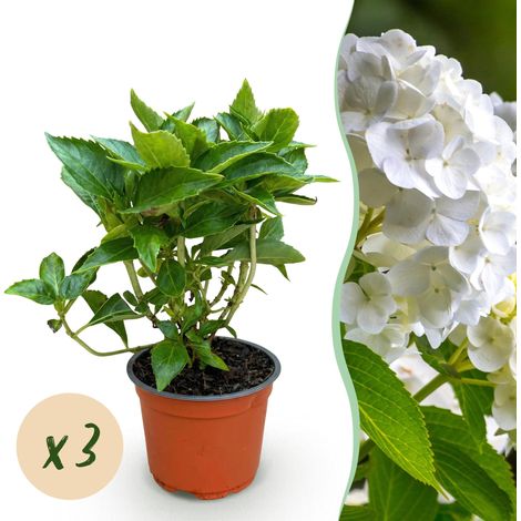 Hortensia Hydrangea macrophylla Blanc Arbuste de Jardin Rustique Lot de 3 Plantes Pot 12cm - PANGIVO (1/5)