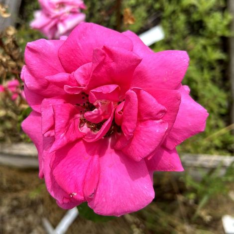 Rosier 'Criterion' (Rosa 'Criterion')