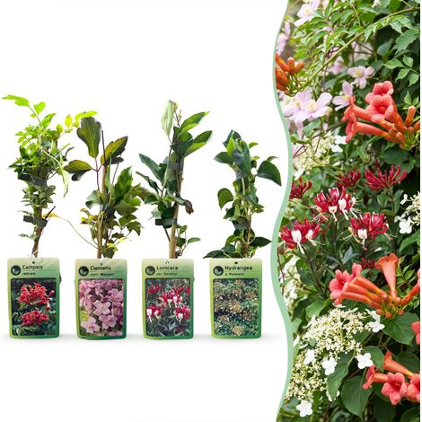 Plante Grimpante Jasmin Tricolore pour Pergola et Clôture Fleurs Jaune Blanc Rose Lot de 4 (1/5)