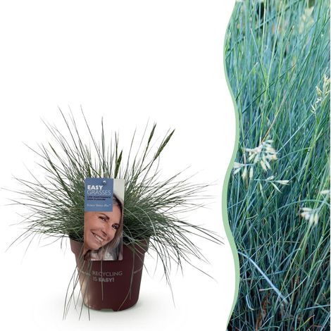 Graminée Ornementale Festuca glauca Intense Blue - Plante Bleue Persistante - Pot 17 cm H 50 cm - PANGIVO (1/5)