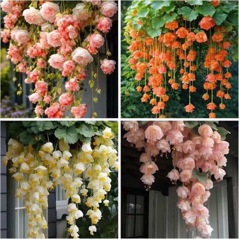 Graines De Begonia - 600 Unites Pour Suspension Et Jardin Extérieur (1/5)