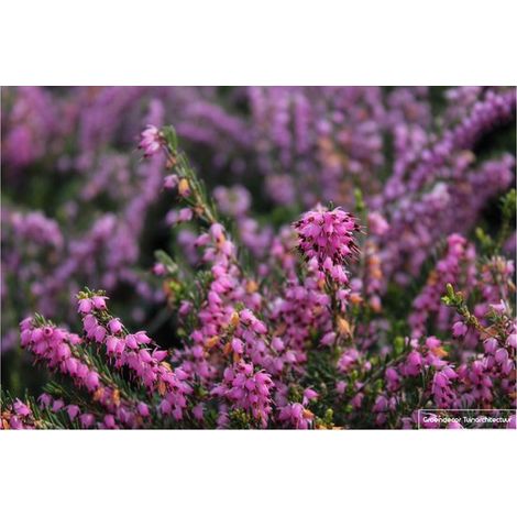 12 x Erica carnea - rose - Bruyère - pot 10,5 cm (1/4)
