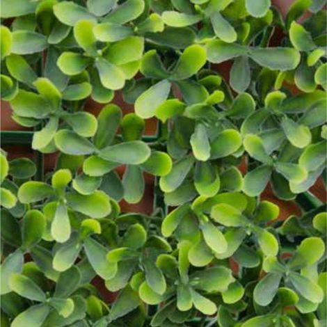 VERDELOOK Sempreverde a Foglia Buxus Multicolore per Arredo Giardino 1x1 m, Siepe Artificiale Decorativa (1/3)