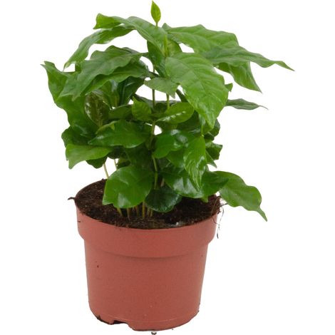 Coffea Arabica Plante à Café d'Intérieur Tropicale Feuilles Vertes Brillantes Ø 12 cm 20-25 cm - PANGIVO