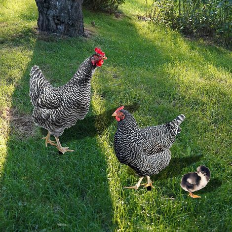 Piquets décoratifs de jardin en forme de coq, décoration extérieure, ornements de poulet - 2 (1/4)