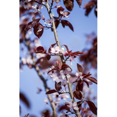 Blutpflaume 'Nigra' Prunus cerasifera 'Nigra' CAC C 7,5 100- 150 (1/5)