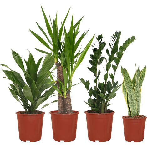 Lot de 4 Plantes d'Intérieur Faciles d'Entretien Sansevieria Yucca Zamioculcas Dracaena Ø14-17cm - PANGIVO
