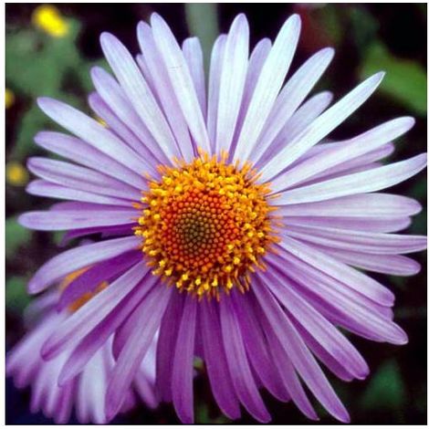 Aster de printemps Berggarten/Godet