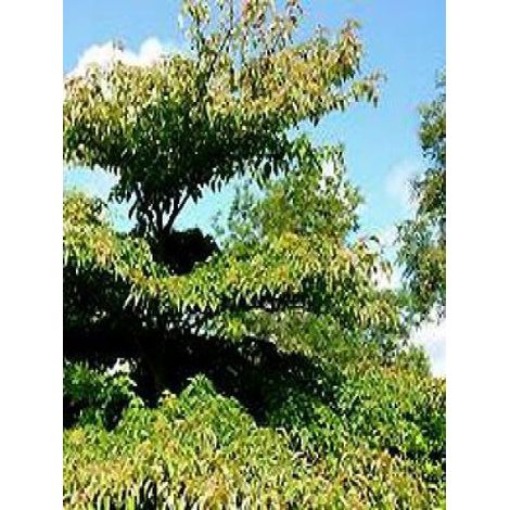 Cornouiller discuté 'Pagode' Pot de 4L/5L (1/2)
