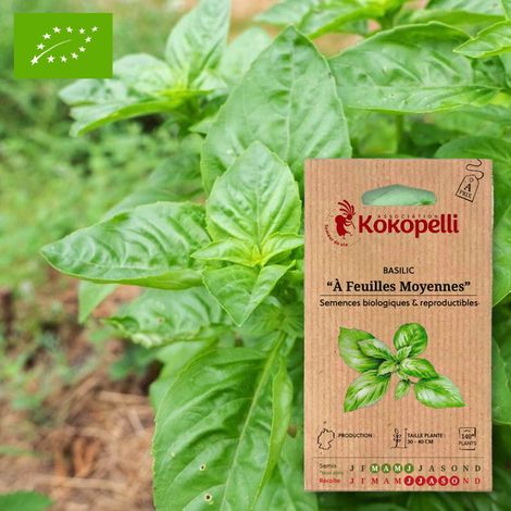 Basilic À Feuilles Moyennes- Graines bio à semer (1/2)