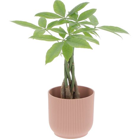 Pachira Acquatica con Eco-Vaso Pink - H 25/35 cm Vaso Ø 12 cm