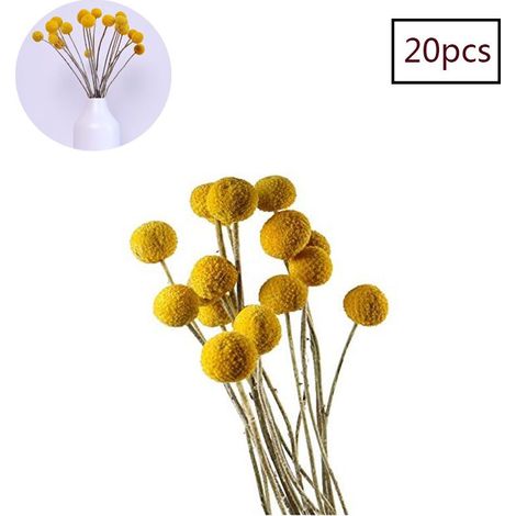 Billy Buttons - Bouquet De Fleurs Séchées Jaunes - Décoration Intérieure Bureau Mariage Événement - 20 Tiges Par Lot (1/5)