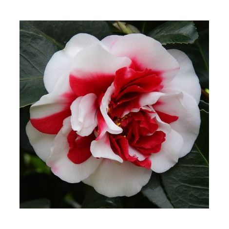 Camellia japonica 'General Coletti' vase 18 cm H90 cm photos réelles