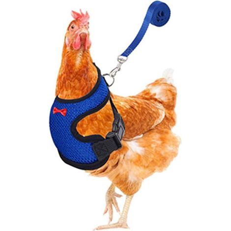 Harnais pour poulet réglable avec laisse, gilet respirant pour poule, ceinture assortie de 3,6 pieds, corde de traction extérieure pour animaux (canard, oie, bleu, taille M) (1/5)