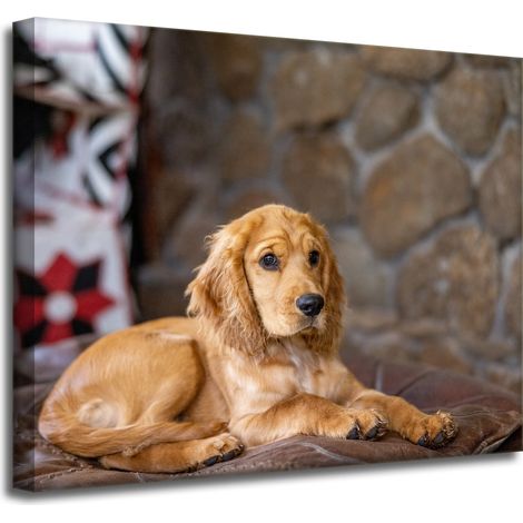 Leinwanddruck Tiere Cocker Spaniel Hund 50x40 cm