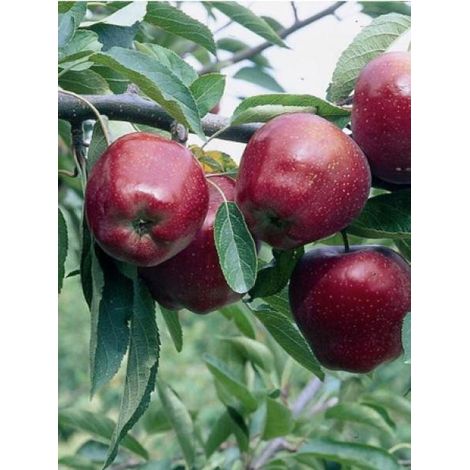 Pommier 'Starking Delicious' Pot de 7,5L/10L, Demi-Tige, Demi-tige