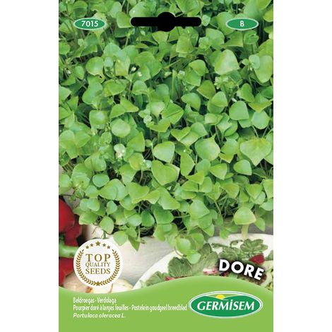 graines Pourpier doré à larges feuilles DORE