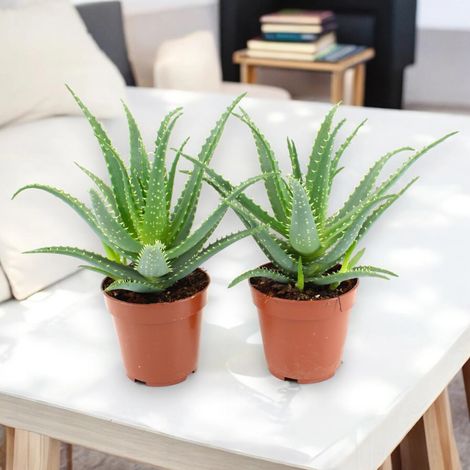 Gardenaria Aloe arborescens - Pianta da interno ornamentale - Altezza: 25 cm (vaso 12) (1/5)