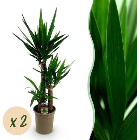 Yucca elephantipes Plante d'Intérieur Tropicale Lot de 2 Hauteur 100 cm Pot Ø 21 cm Vert - PANGIVO (1/5)