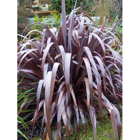 Lin de Nouvelle-Zélande 'Dark Delight' Pot de 4L/5L
