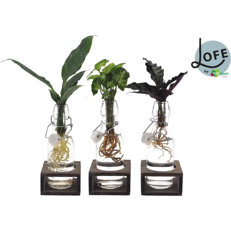 Lot de 3 Plantes d'Intérieur Mix en Pot de Verre avec Couvercle Blanc Ø 7 cm H 25 cm - PANGIVO