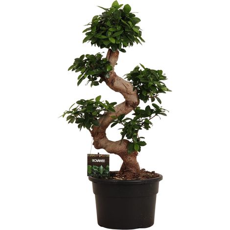 Ficus Microcarpa Ginseng Plante d'Intérieur Style Bonsaï Tronc Tortueux H80 cm Ø27 cm - PANGIVO