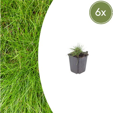 Lot de 6 Festuca gautieri - Fétuque Graminée Ornementale Couvre-sol Vert - H 10-25 cm Ø 9 cm - PANGIVO (1/5)