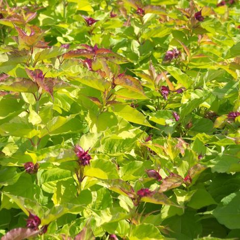 Arbre aux faisans doré Golden Lanterns® 'Notbruce', Leycesteria/Pot de 3L - 40/60 cm (1/2)