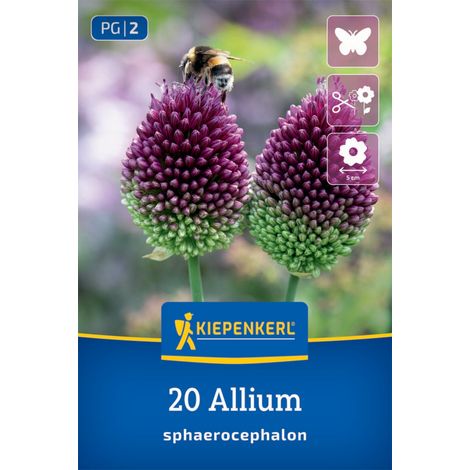 Kiepenkerl HerbstHerbstblumenzwiebel Zierlauch Allium sphaerocephalon 20 Stück (1/2)