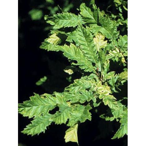 Charme commun 'Quercifolia' Pot de 2L/3L (1/5)